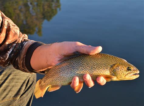 youth fishing license az|Licenses and Regulations .
